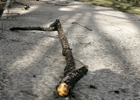 Pašvaldība brīdina, ka vētras laikā var lūzt gan koki, gan to zari.