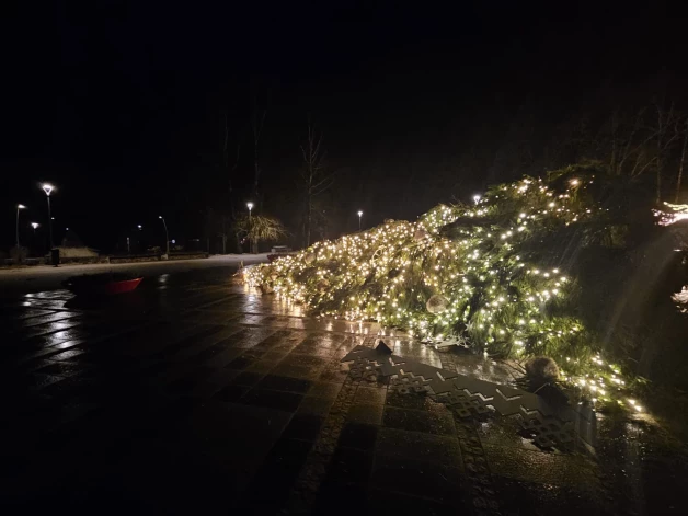 Nogāzusies Ikšķiles centrālā laukuma egle.
