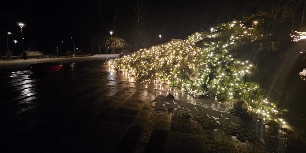 Ветер повалил ель на центральной площади Икшиле.