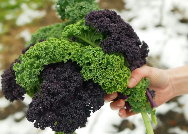 Ziemas sals tā garšu tikai uzlabo! Cel galdā krokaino gardumu - lapu kāpostu