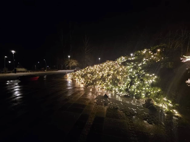 Упавшая елка Икшкиле.