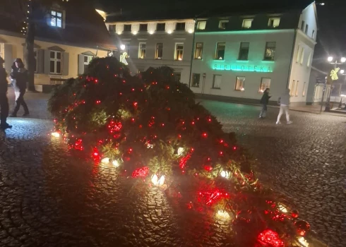 Упавшая елка в Вентспилсе.