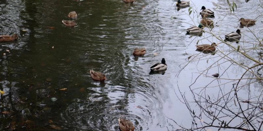 Krimināllietu pret māti, kuras nolaidības dēļ Ropažu novadā dīķī noslīka sešus gadus veca meita, sāks iztiesāt pavasarī.