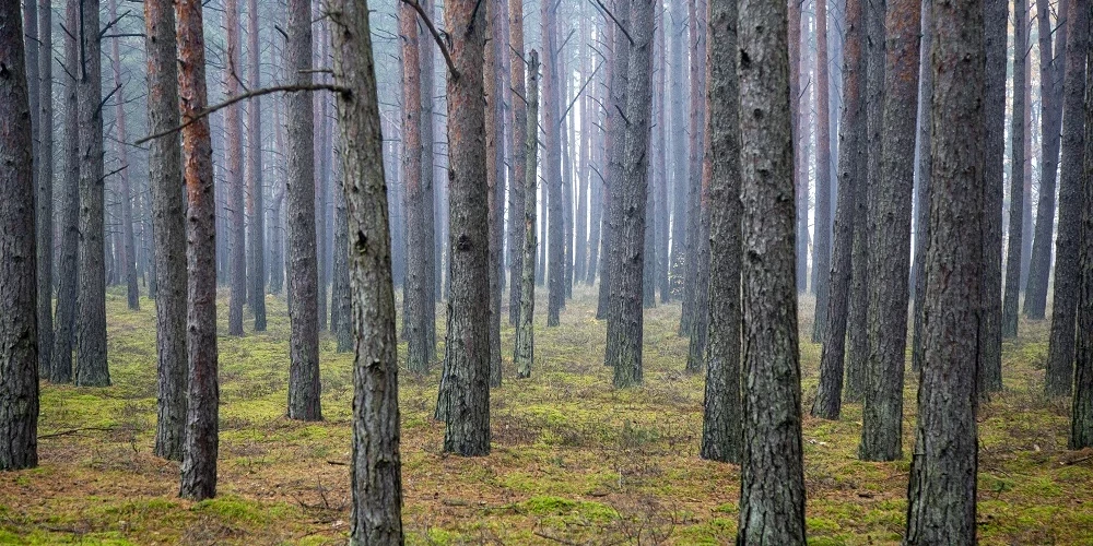 Берегите лес, иначе дорого заплатите.