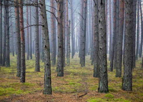 Берегите лес, иначе дорого заплатите.