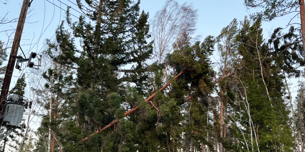 Zviedrijā trīs cilvēku nāvi izraisīja krītoši koki.