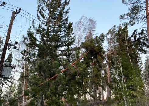 Zviedrijā trīs cilvēku nāvi izraisīja krītoši koki.