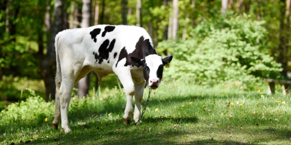 Китай ввел повышенные тарифы - в Латвии опасаются, что это ударит по молочной отрасли через Европу.