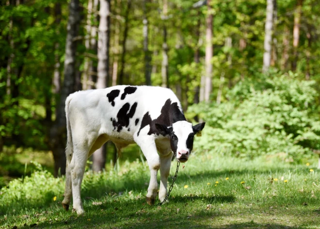 Латвийские молочники отчитались о рекордном экспорте - и сразу предупредили о надвигающейся угрозе