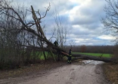 "Sadales tīkls" novērsis 320 vētras izraisītos elektrotīkla bojājumus