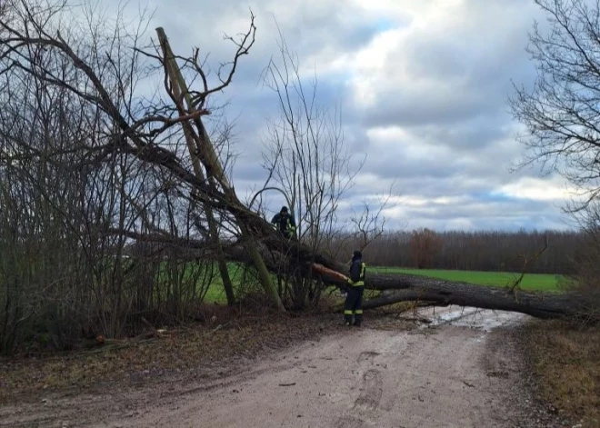 "Sadales tīkls" novērsis 320 vētras izraisītos elektrotīkla bojājumus
