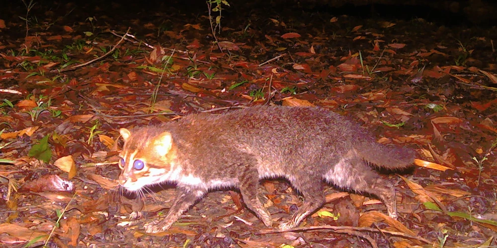 Plakangalvas kaķis ir viena no pasaulē retākajām un apdraudētākajām savvaļas kaķu sugām.