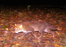 Taizemē pamanīts savvaļas kaķis, ko zinātnieki 30 gadus uzskatīja par izmirušu