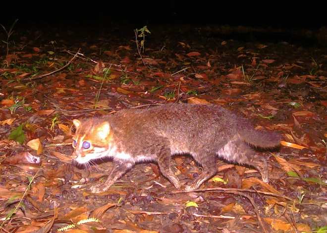 Taizemē pamanīts savvaļas kaķis, ko zinātnieki 30 gadus uzskatīja par izmirušu