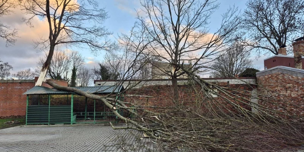 Decembra pēdējās brīvdienās Latvijā trakojošā vētra nodarījusi pamatīgu postu īpašumiem (attēlā – uz Liepājas Sociālā dienesta sētas uzgāzies koks).