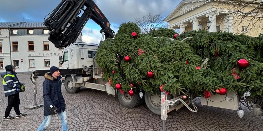 Елку с Ратушной площади Вентспилса перевезли на площадь Лиелайс.