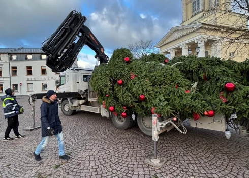 Елку с Ратушной площади Вентспилса перевезли на площадь Лиелайс.