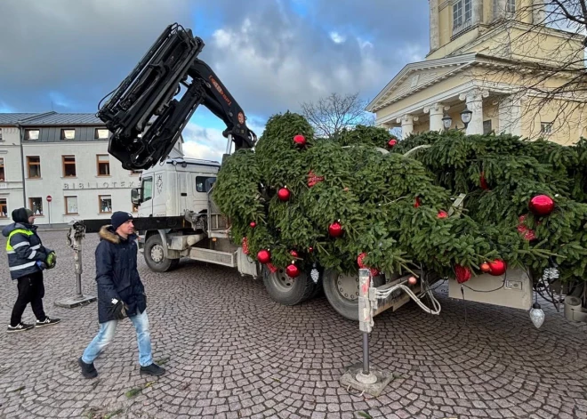 ФОТО: в Вентспилсе ветер приподнял елку в воздух и повалил - какая судьба теперь ее ждет?
