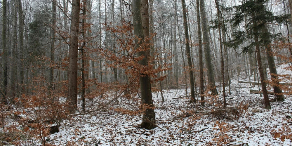 Ilustratīvs attēls.