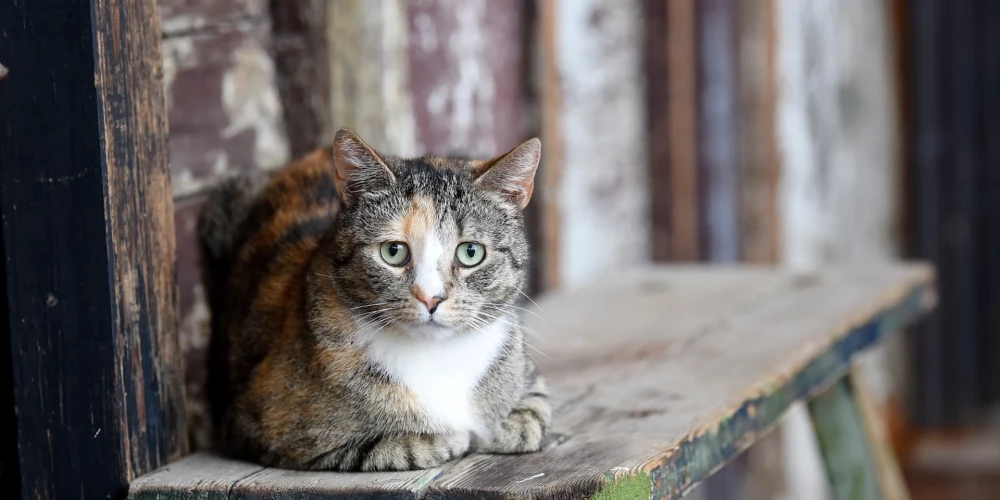 Ilustratīvs attēls.