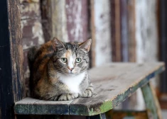 Jūrmalā 2026. gadā turpinās klaiņojošu mājdzīvnieku izķeršana un izmitināšana dzīvnieku patversmē