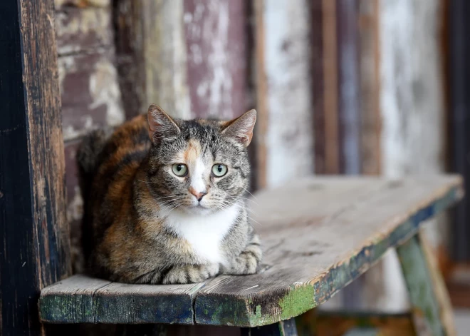 Jūrmalā 2026. gadā turpinās klaiņojošu mājdzīvnieku izķeršana un izmitināšana dzīvnieku patversmē