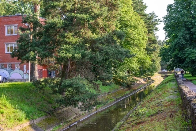 Izrādās, ka Olaines kanālā dzīvojošās pīles ir pie vainas tam, ka pilsētā savairojušās žurkas.