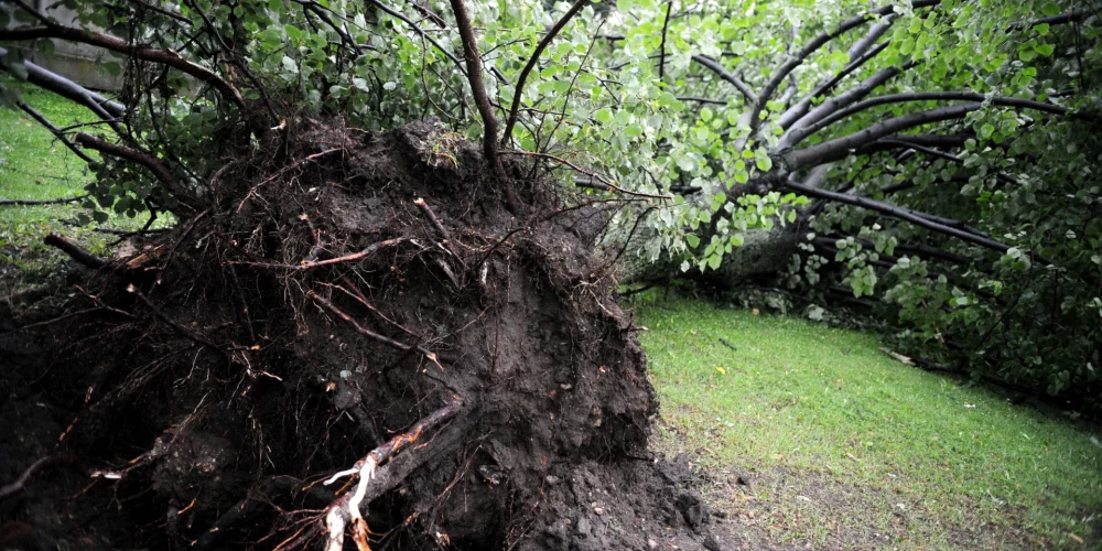 Если большое дерево не опасно, но погибло, убрать его можно только по заявлению.
