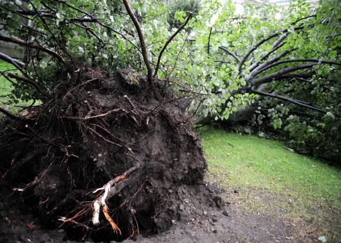 Если большое дерево не опасно, но погибло, убрать его можно только по заявлению.