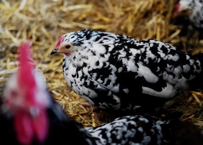 Jaunpils pagastā konstatēts augsti patogēnās putnu gripas uzliesmojums