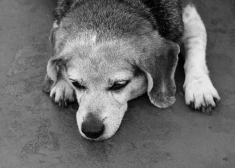 Убийство собак под Бауской: обвинения предъявлены сотрудникам муниципальной полиции