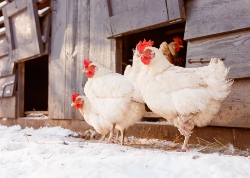 Иллюстративное фото.