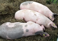 Šogad Latvijā konstatēts jau divpadsmitais ĀCM uzliesmojums mājas cūku novietnēs