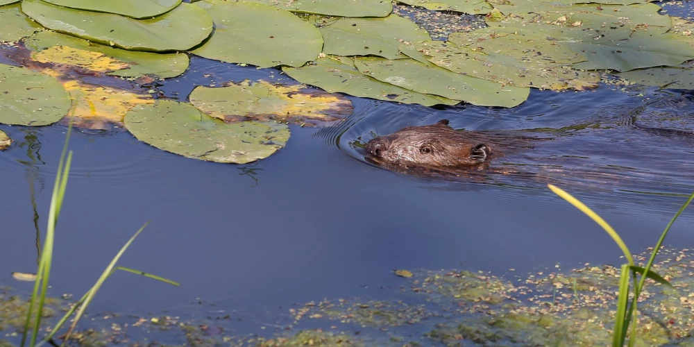 Saulkrastos plāno bebru populācijas regulēšanas medības. 