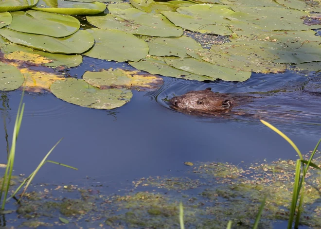 Saulkrastos plāno bebru populācijas regulēšanas medības