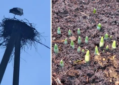 Kamēr daži vēl mežā meklē gailenes, citi jau vāzē liek pavasara ziedus. Kas īsti notiek ar Latvijas dabu?