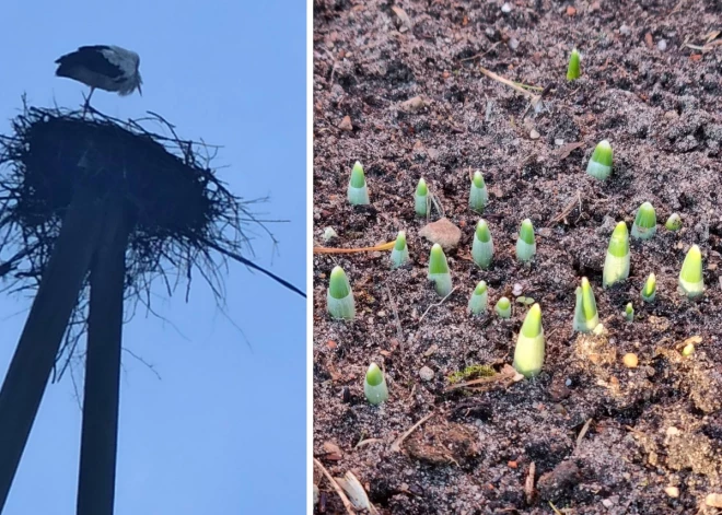 Kamēr daži vēl mežā meklē gailenes, citi jau vāzē liek pavasara ziedus. Kas īsti notiek ar Latvijas dabu?