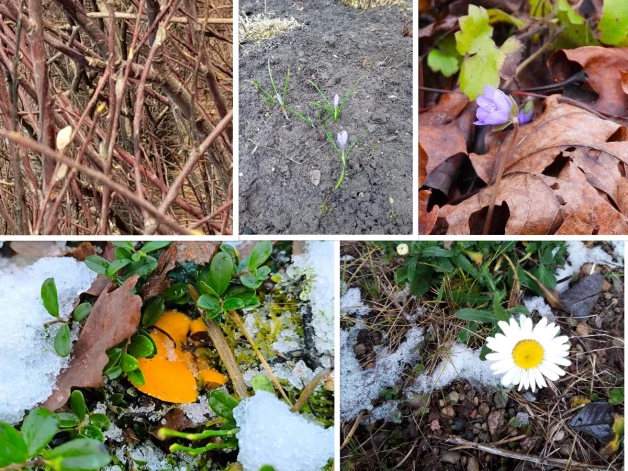 Latvijas iedzīvotāju dabas novērojumi pēdējās nedēļās.