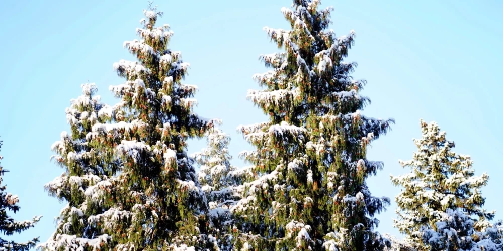 Иллюстративное фото.