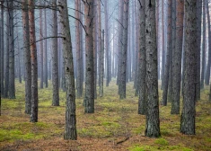 Латвия зарастает лесом быстрее, чем многие другие страны ЕС
