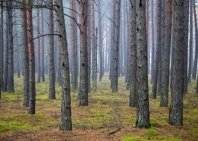 Латвия зарастает лесом быстрее, чем многие другие страны ЕС