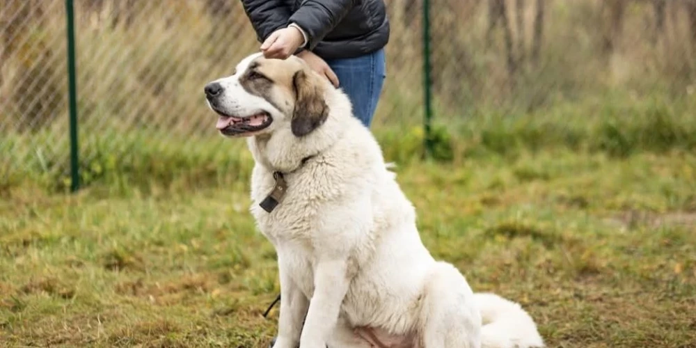 Patversme ļoti cer suņu meiteni atrast līdz pusnaktij.