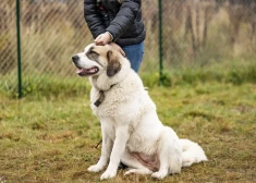 Rīgā izmisīgi tiek meklēta suņu meitene Bella, kas izbijās no salūta un aizbēga. Pastāv bažas, ka viņa ir ievainota