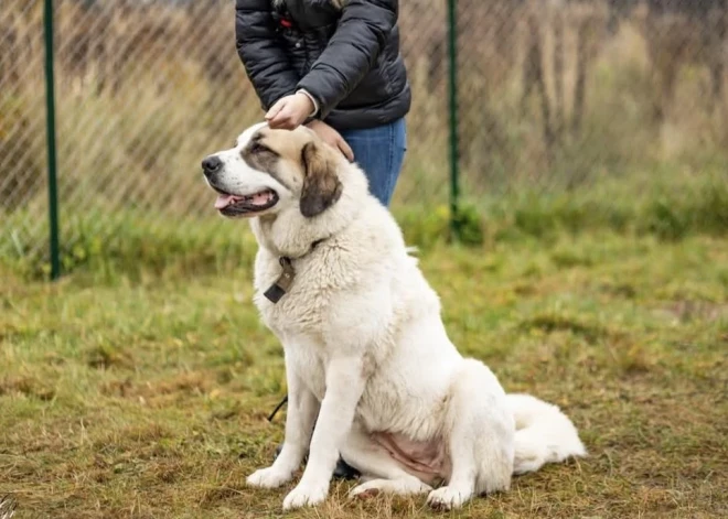 Rīgā izmisīgi tiek meklēta suņu meitene Bella, kas izbijās no salūta un aizbēga. Pastāv bažas, ka viņa ir ievainota