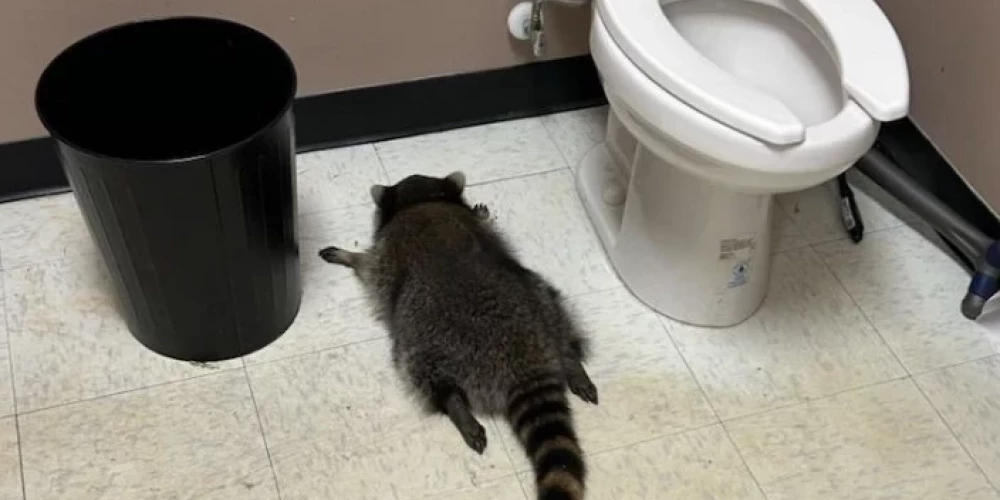 Piedzēries jenots veikala tualetē (foto: Hanover County Animal Protection and Shelter / Facebook)