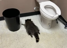 Gada episkākās epizodes ar mūsu četrkājainajiem un citiem draugiem, kas aizkustināja, lika pasmaidīt vai satrieca