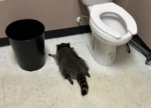 Piedzēries jenots veikala tualetē (foto: Hanover County Animal Protection and Shelter / Facebook)