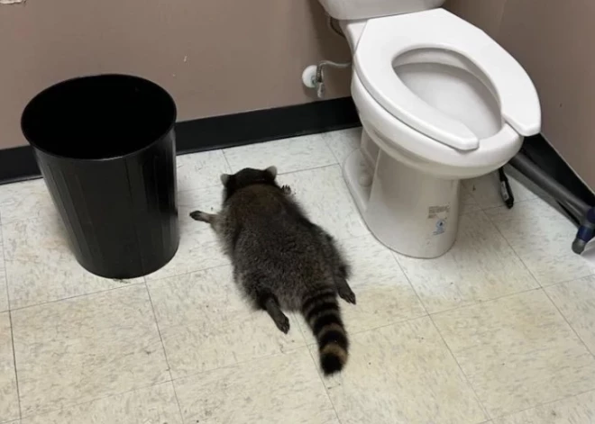 Gada episkākās epizodes ar mūsu četrkājainajiem un citiem draugiem, kas aizkustināja, lika pasmaidīt vai satrieca