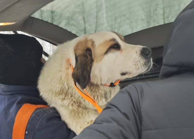 Bella ir drošībā! Rīgā pazudusī suņu meitene ir veiksmīgi atrasta un nogādāta klīnikā