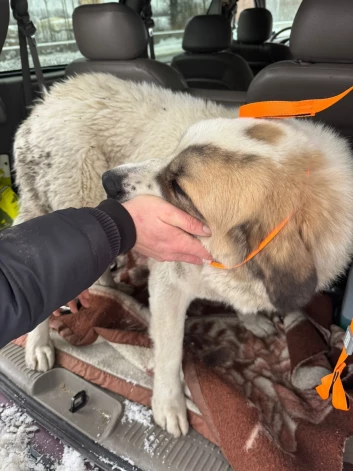 Sunīte Bella veiksmīgi atradusies un nogādāta klīnikā veselības pārbaudei.